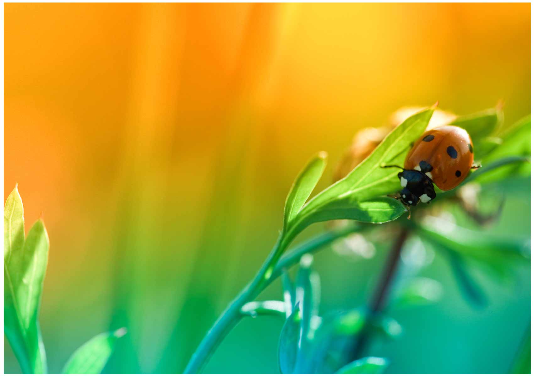 Junikaefer-Tischset-mit-deinen-Namen-Copy-Shop-Lauf